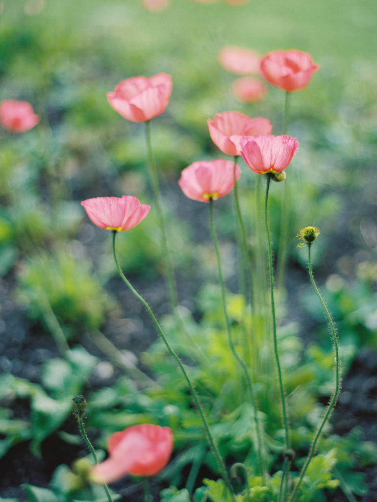 Paris Film Wedding Zen Photography-115